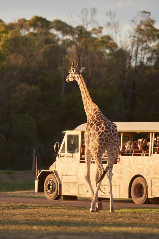 Sunset Safari Giraffe Werribee Open Range Zoo
